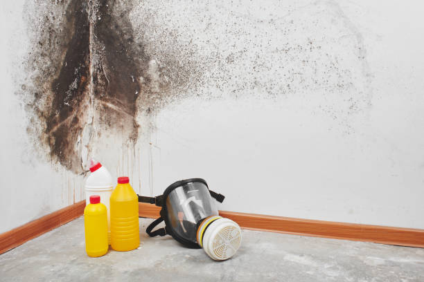 Best White Mold Remediation in Lincoln, NE