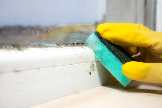 Best Mold Testing and Inspection Services in Lincoln, NE