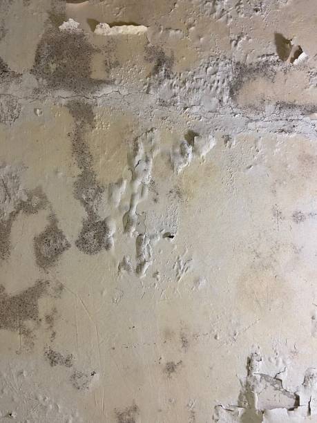 Best Residential Mold Remediation in Lincoln, NE