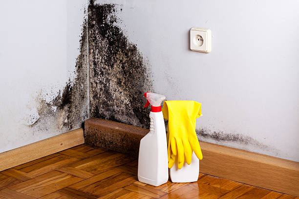 Lincoln, NE Mold Remediation Company